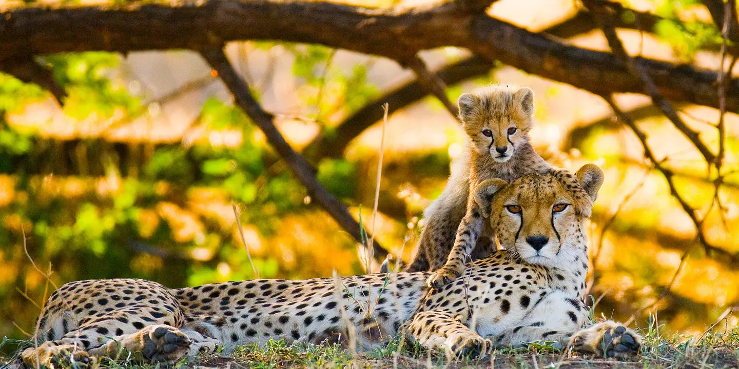  Cheetah In Kenya