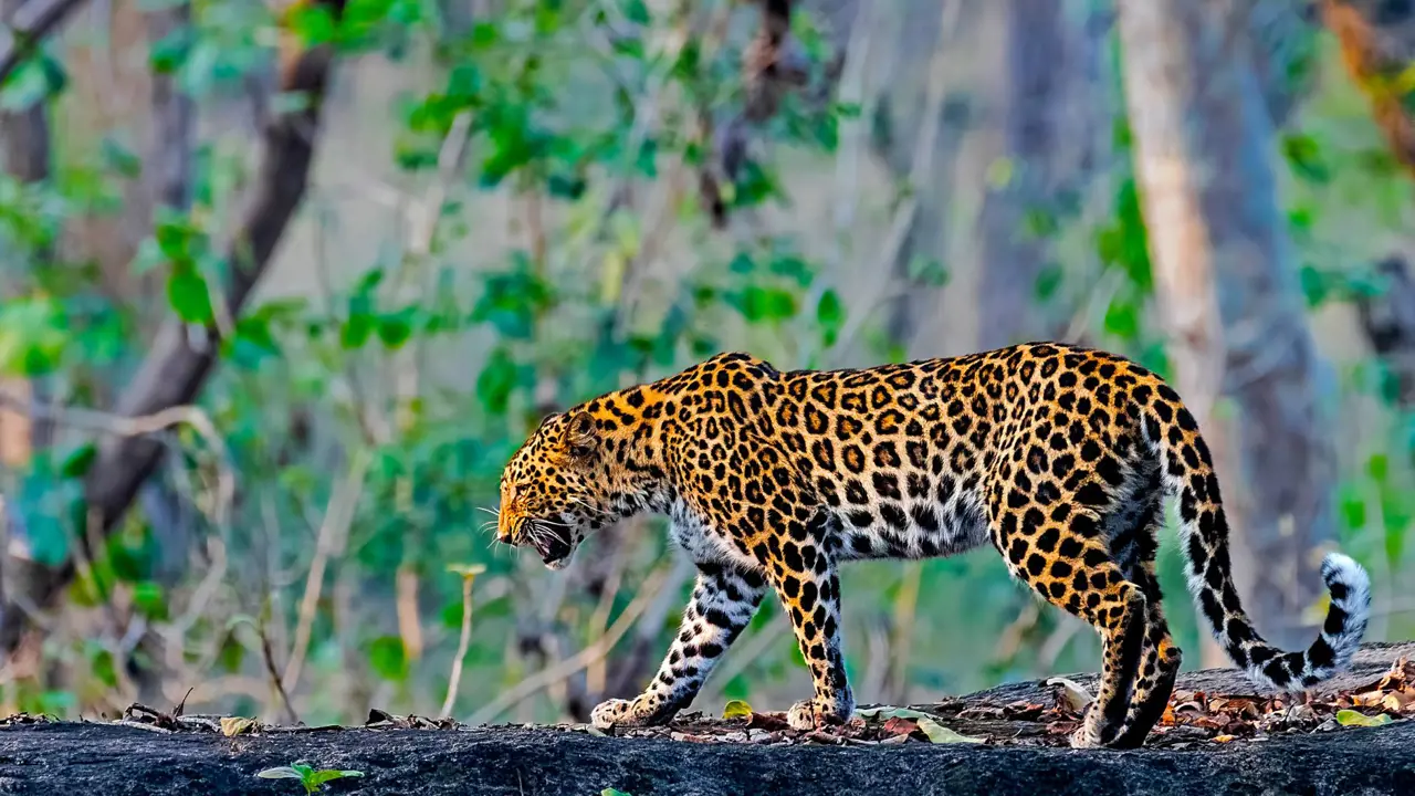 Indian Leopard, Pench National Park