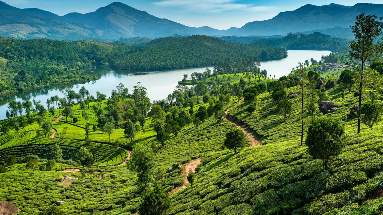 Tea Plantations, Kerala, India