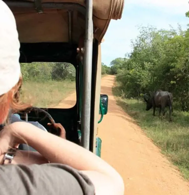 G 920X528 Gettyimages 1019832958 Yala National Park Safari Sri Lanka