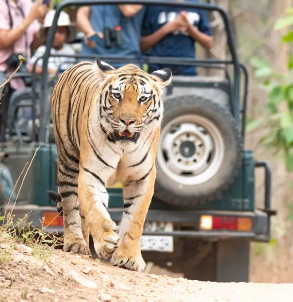 Tiger In Pench National Park India