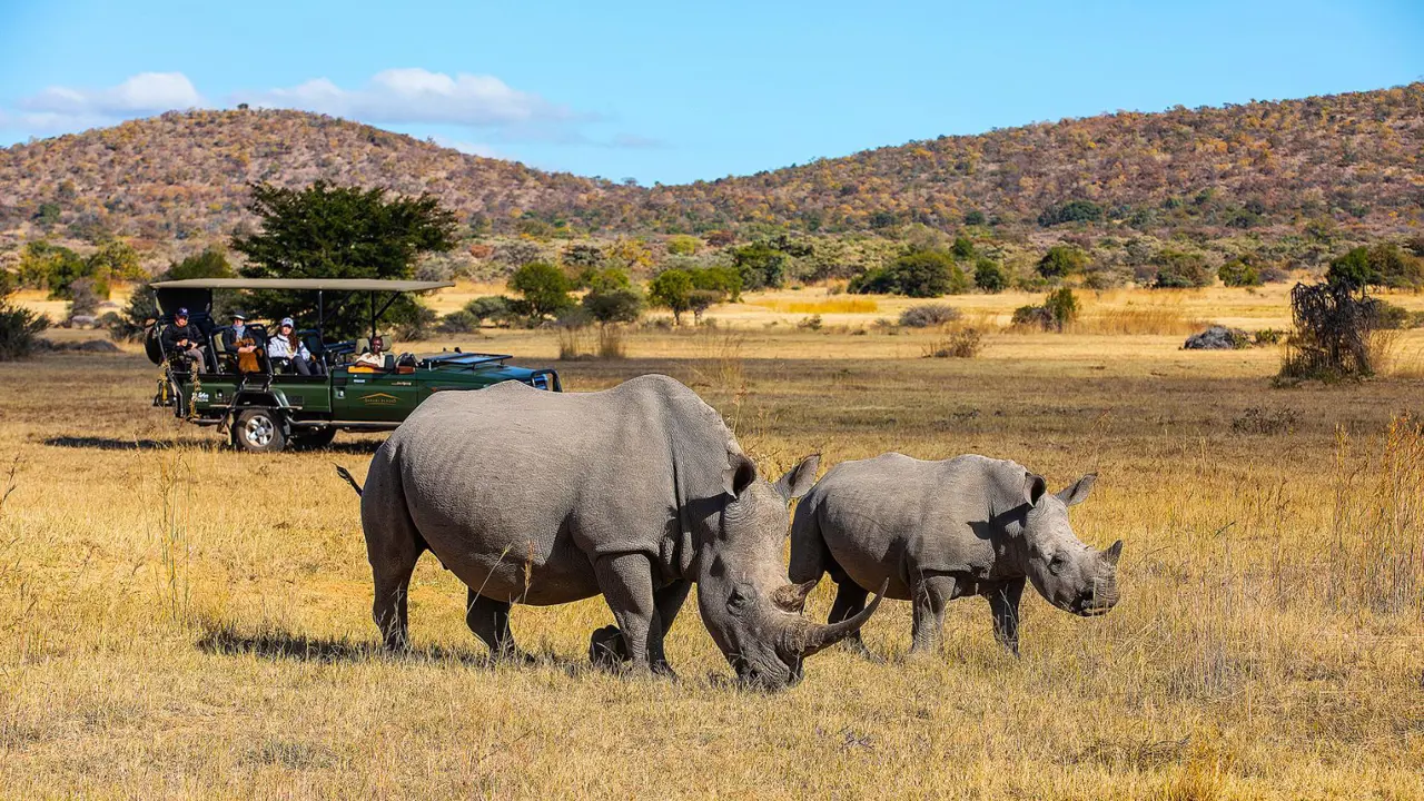 Rhinos on safari