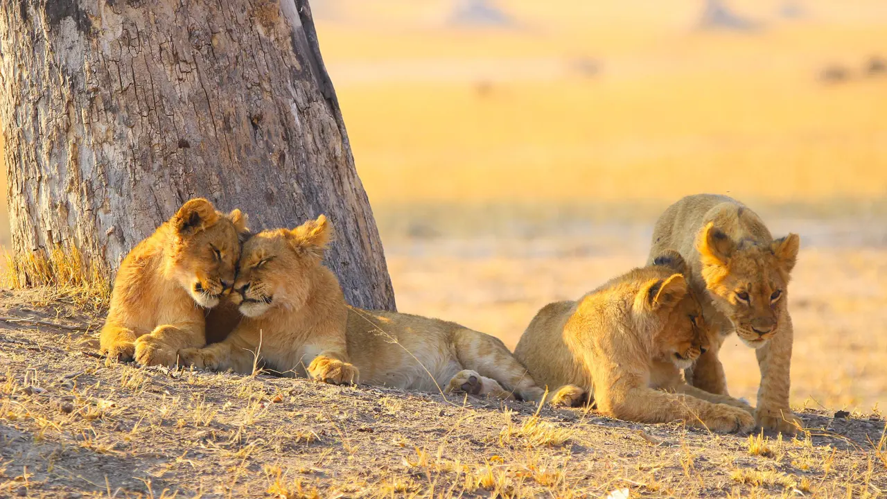 Lions in Zambezi National Park Zimbabwe