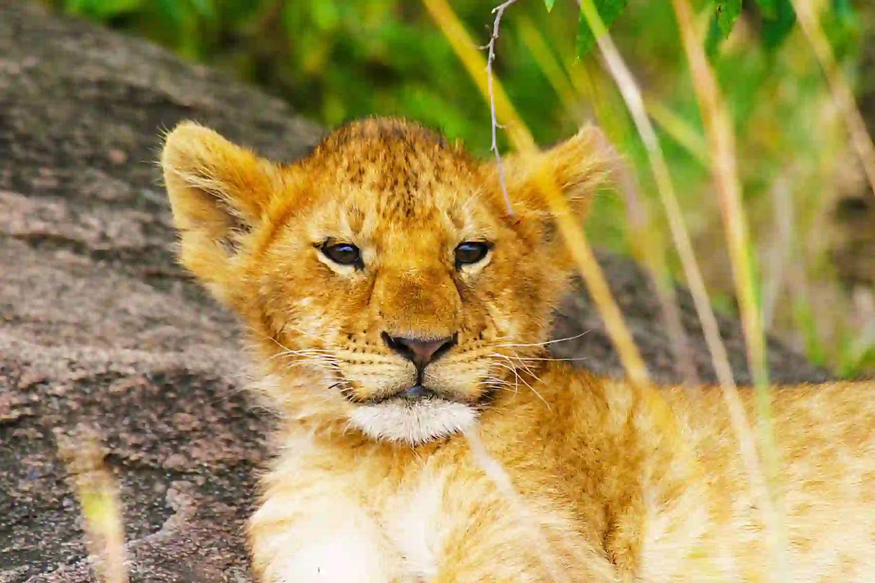 Lion cub in Kenya 