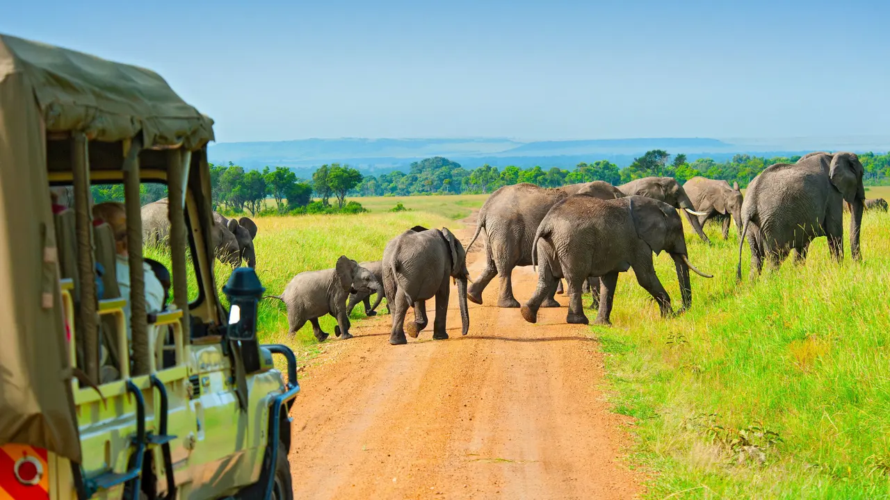 Elephants Crossing Road on Safari