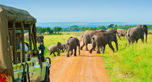 Safari drive spotting elephants 