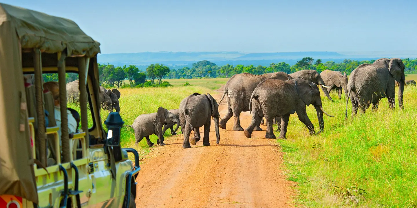 Safari drive spotting elephants 