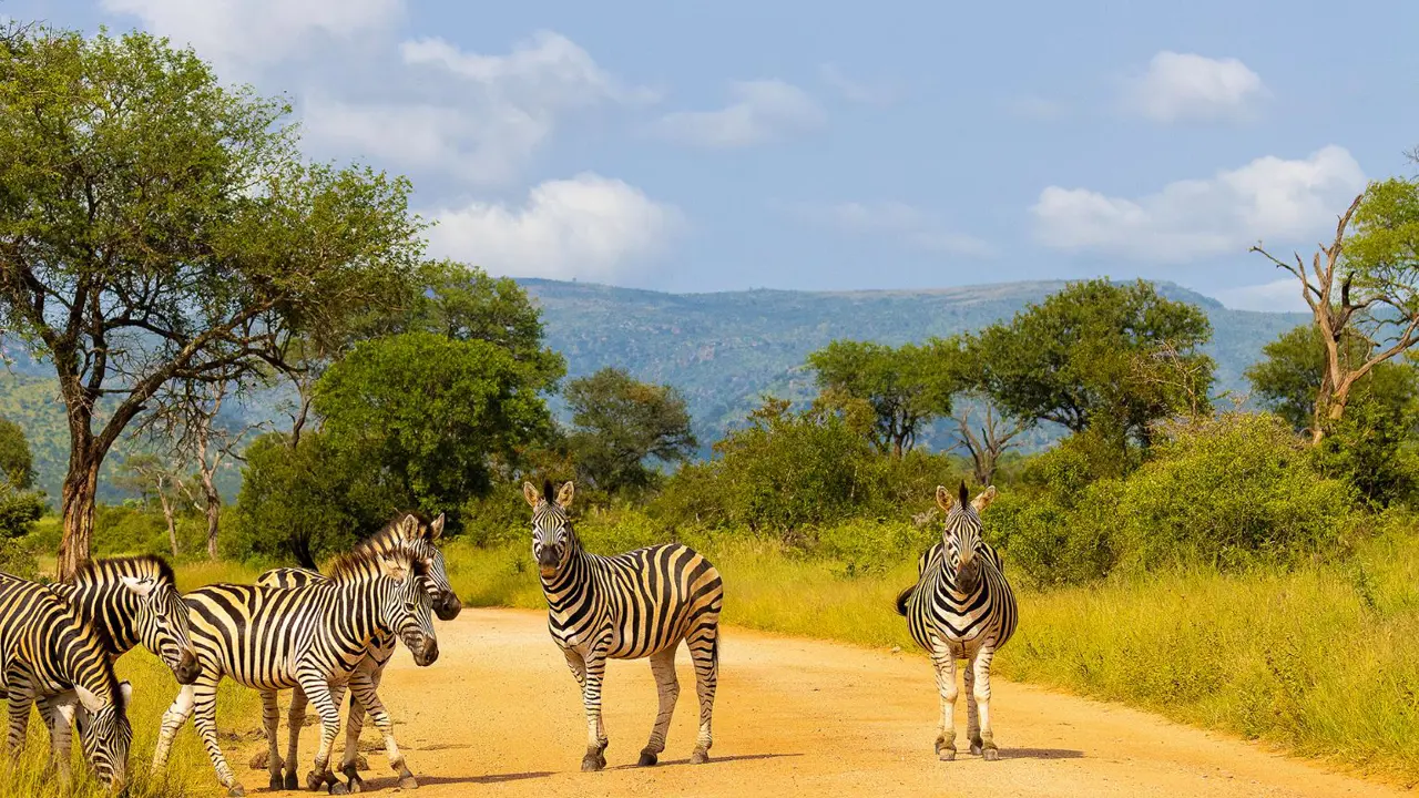 Zebra, Kruger National Park