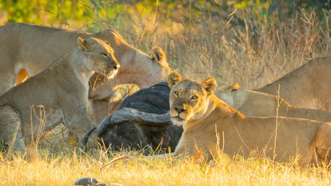 Chobe Game Drive Scenes 2