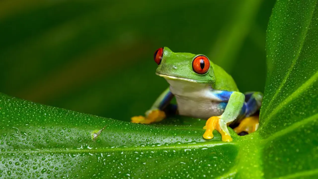 Red Eyed Amazon Tree Frog