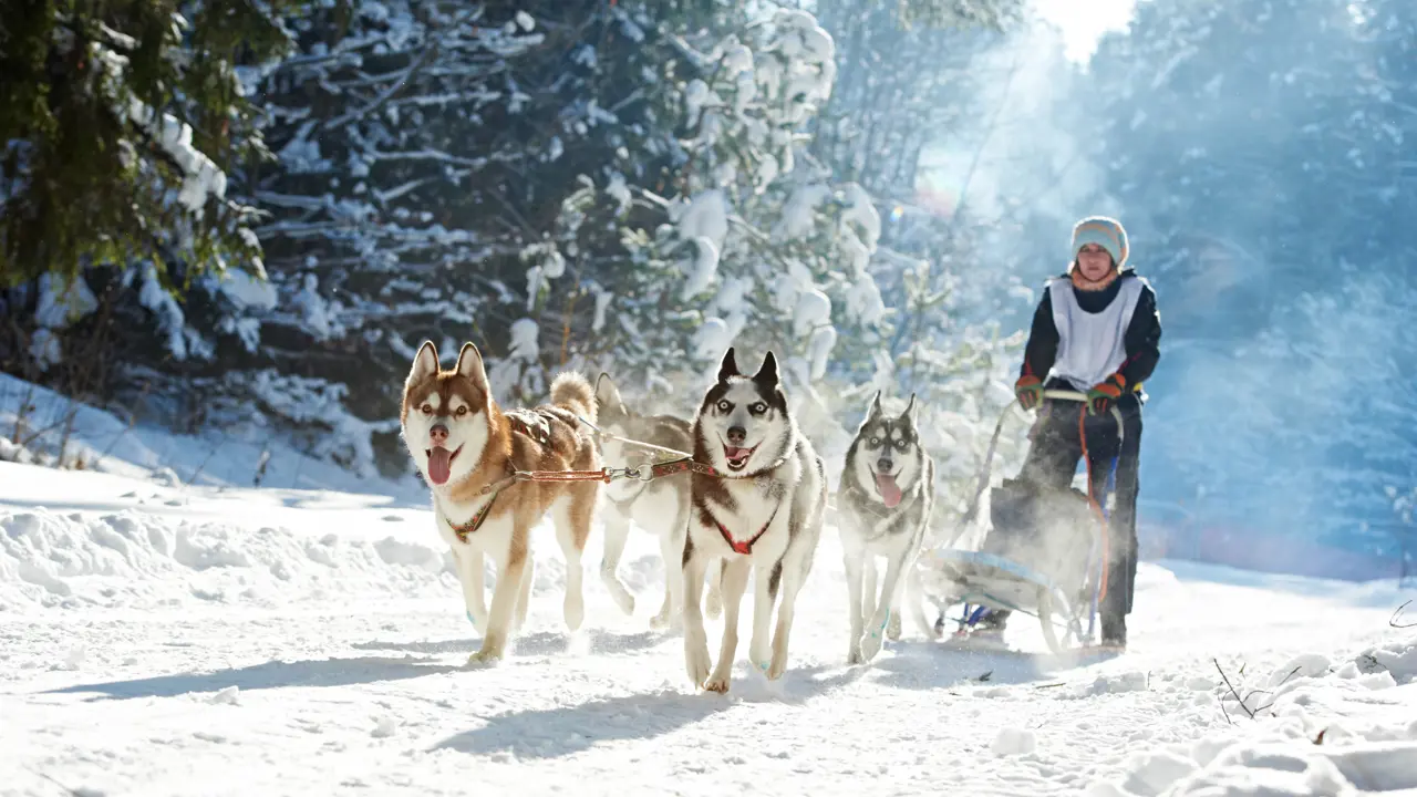 A group of huskies pulling a lady along in the snow 