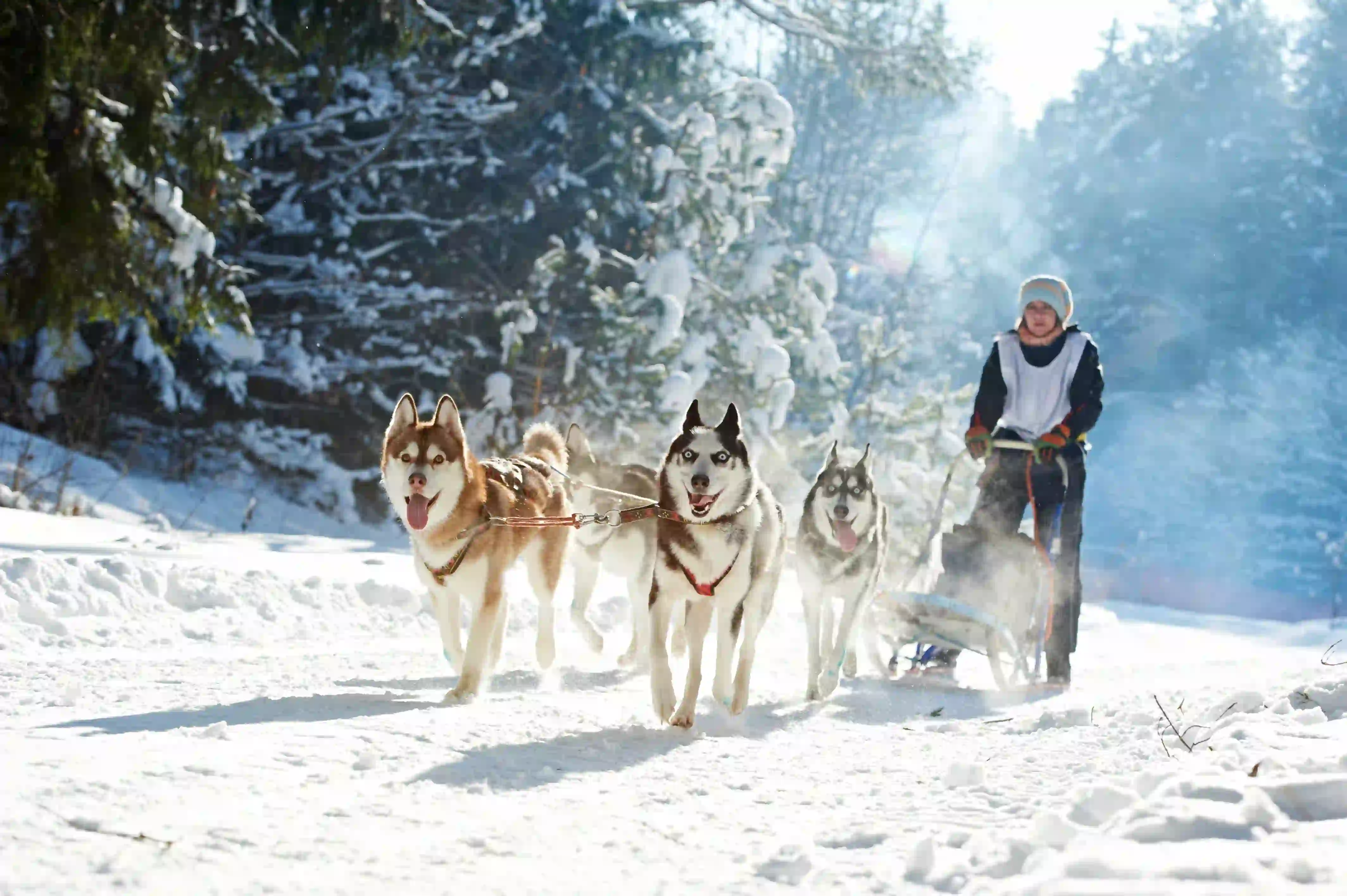 A group of huskies pulling a lady along in the snow 