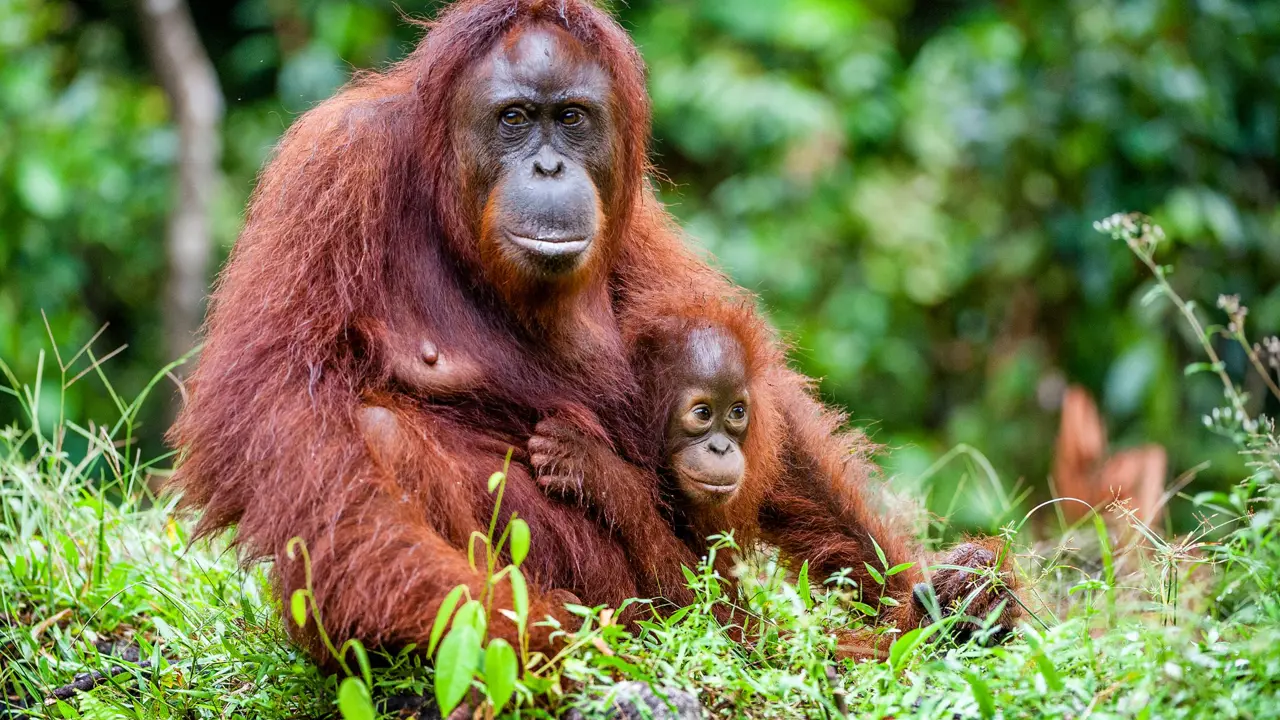 A Female Orangutan With A Cub, Borneo