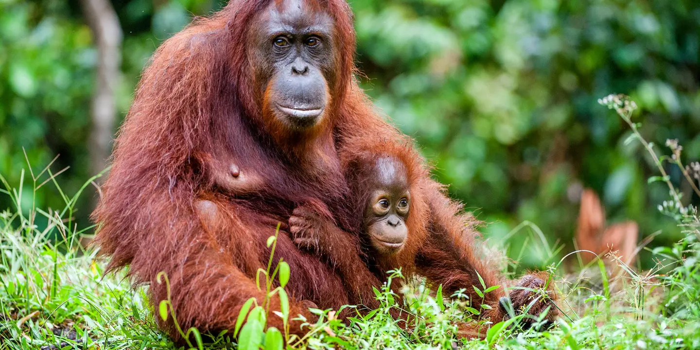 A Female Of The Orangutan With A Cub, Borneo