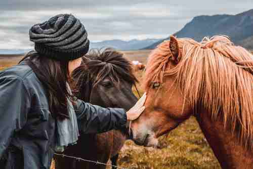 See Icelandic horses at a local stable