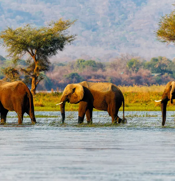 Elephants, Zambezi National Park