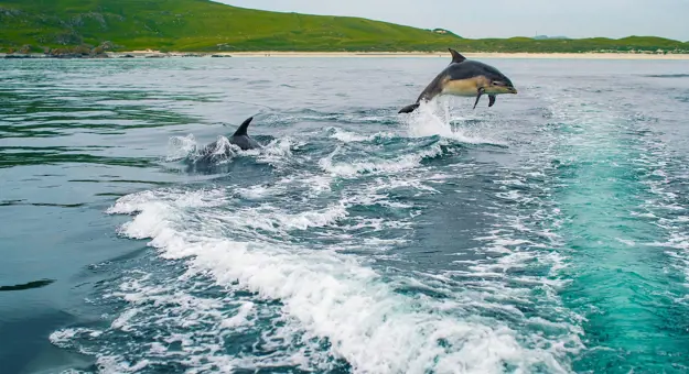 Two Bottlenose Dolphins, one diving out of water, with mountains in the distance