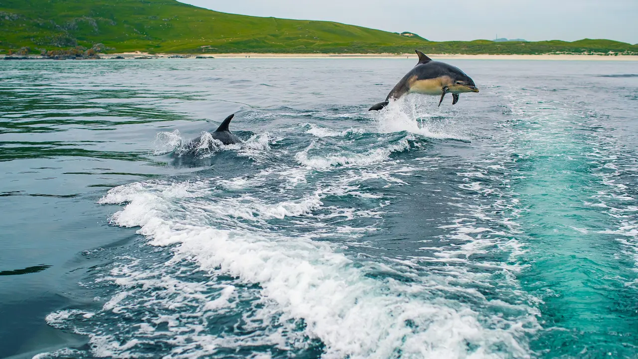 Two Bottlenose Dolphins, one diving out of water, with mountains in the distance