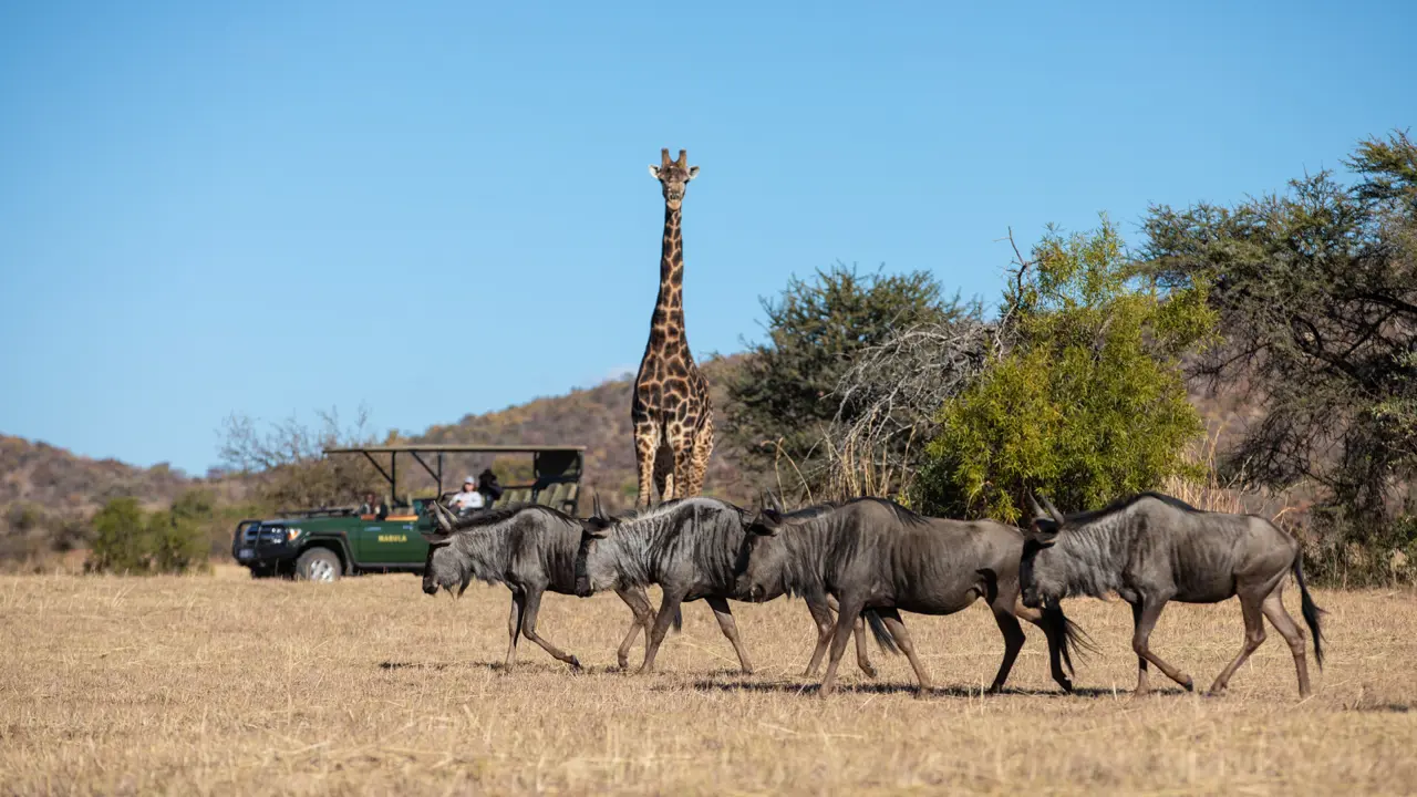 Mabula Game Lodge Wildlife 27