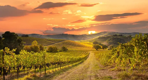 Vineyard, Tuscany