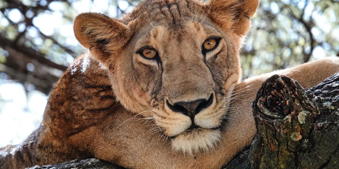 Lion, Serengeti National Park