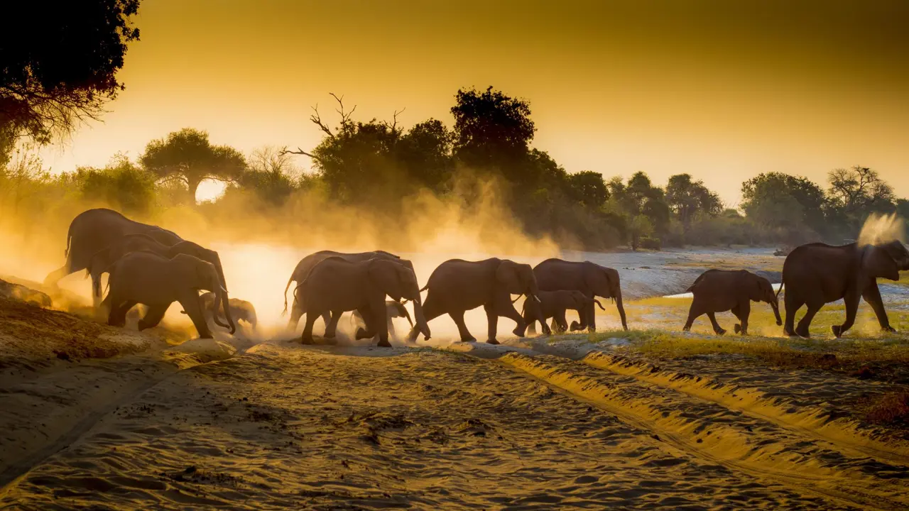 Chobe Game Drive Scenes 8