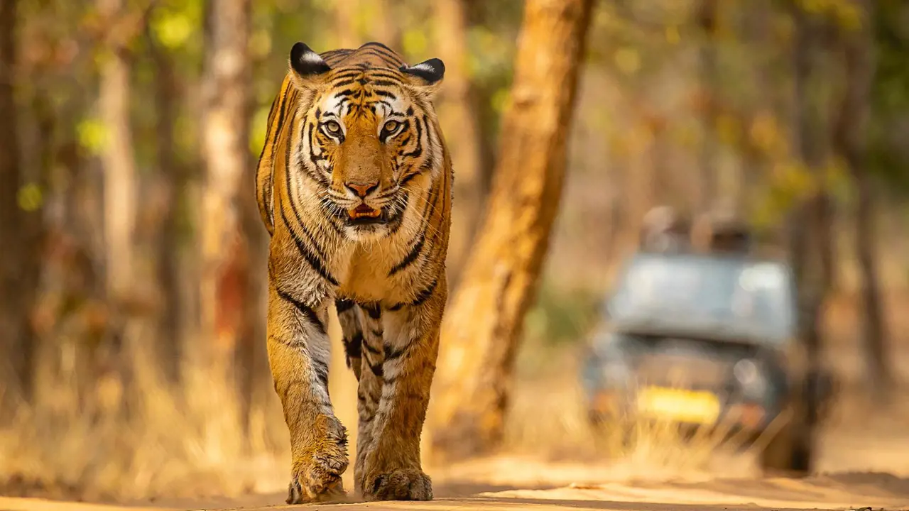 Bandhavgarh National Park