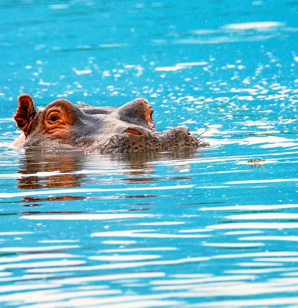 Hippo in Water in Zambezi National Park