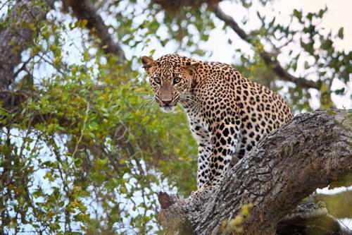 Experience a game drive in Yala