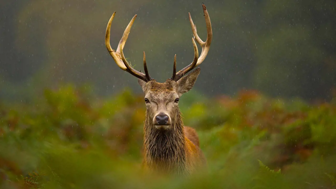 Scottish stag looking into the camera