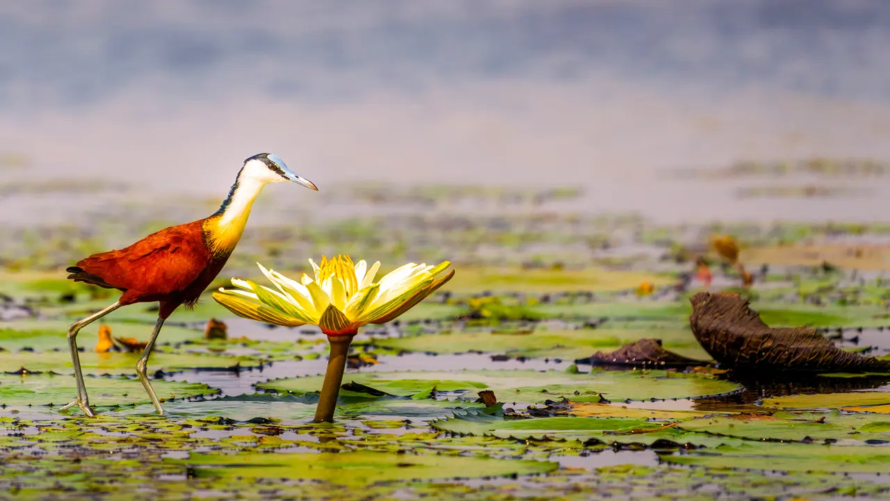 African Jacana, Chobe National Park, Botswana