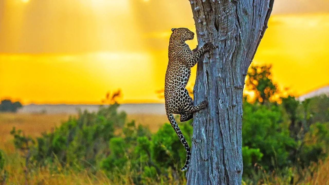 A Leopard At Kruger National Park