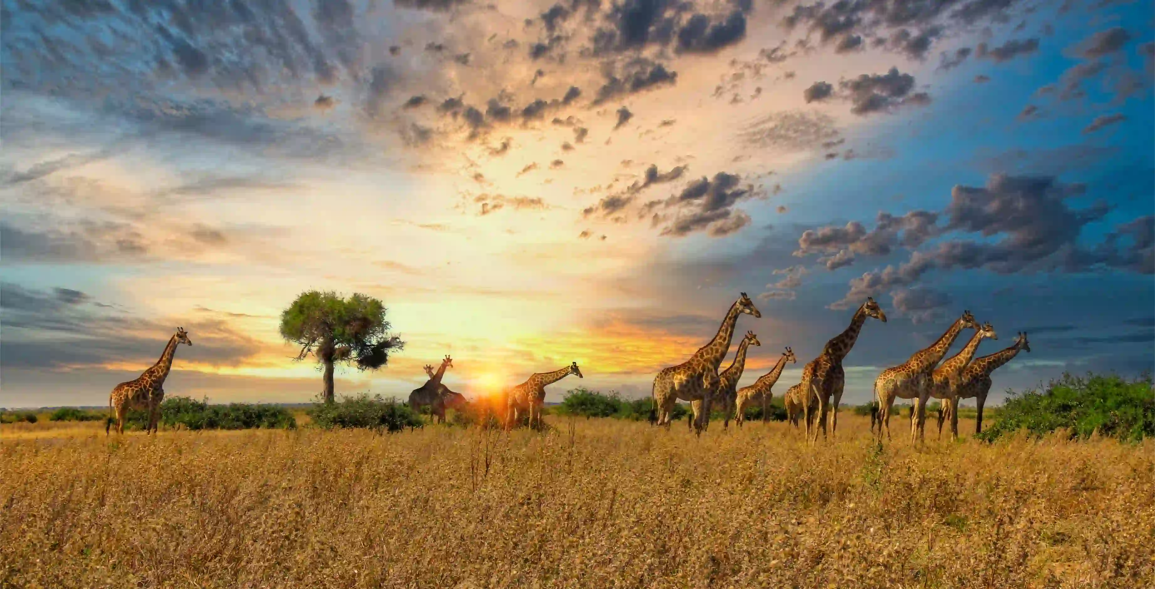 Giraffes, Serengeti National Park, Tanzania