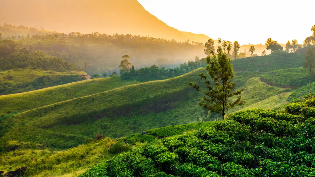 Image of Sri Lankan Fields