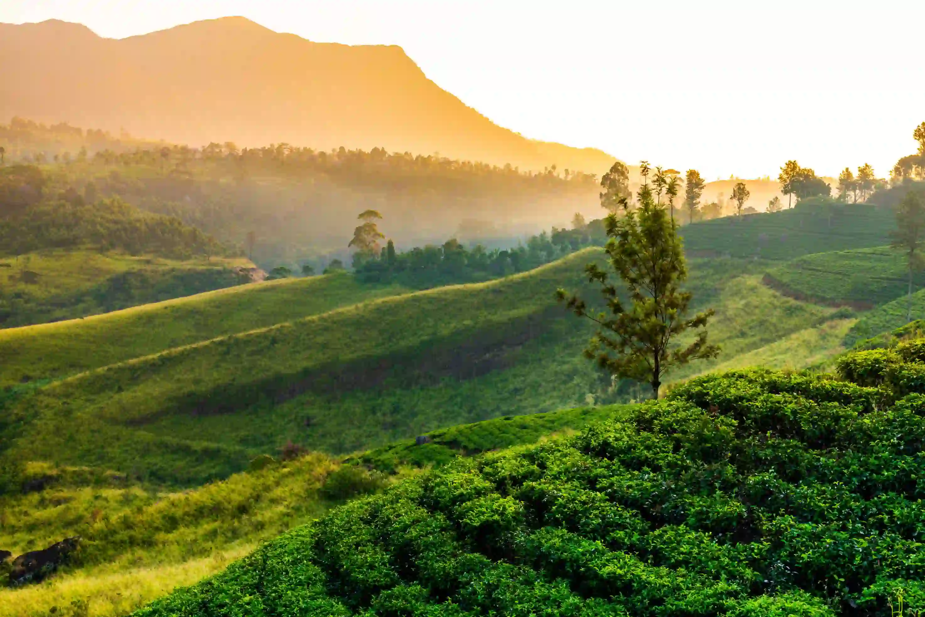 Image of Sri Lankan Fields