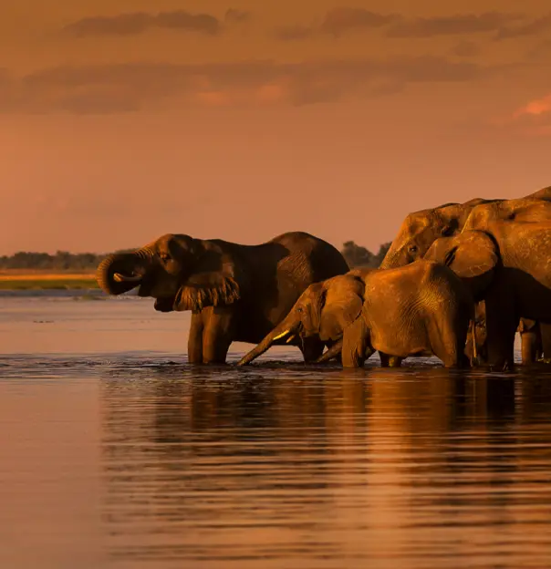 Elephants in the water in South Africa