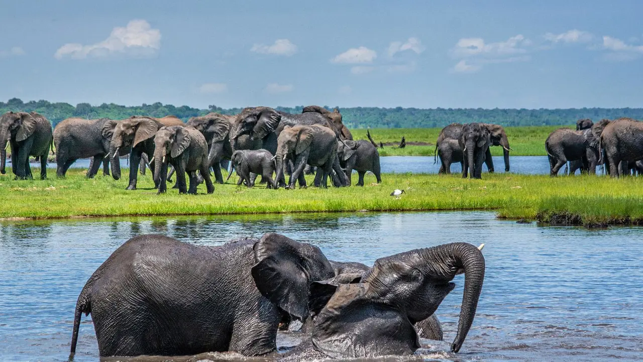 Chobe Boat Cruise Scenes 1