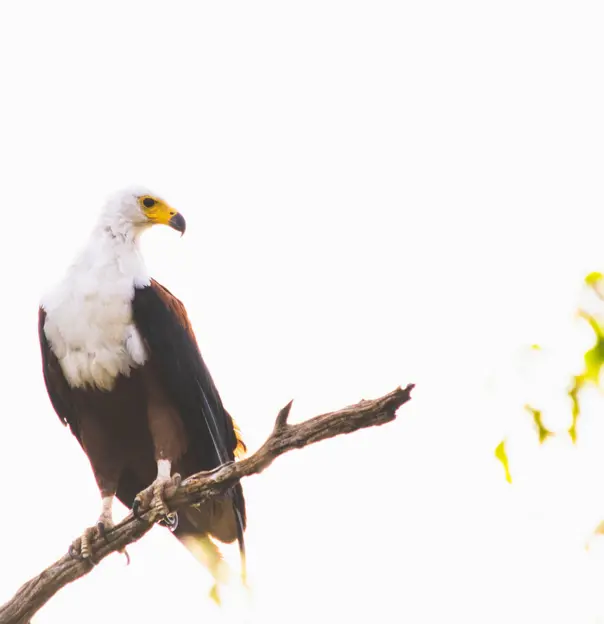 Chobe Game Drive Scenes 10