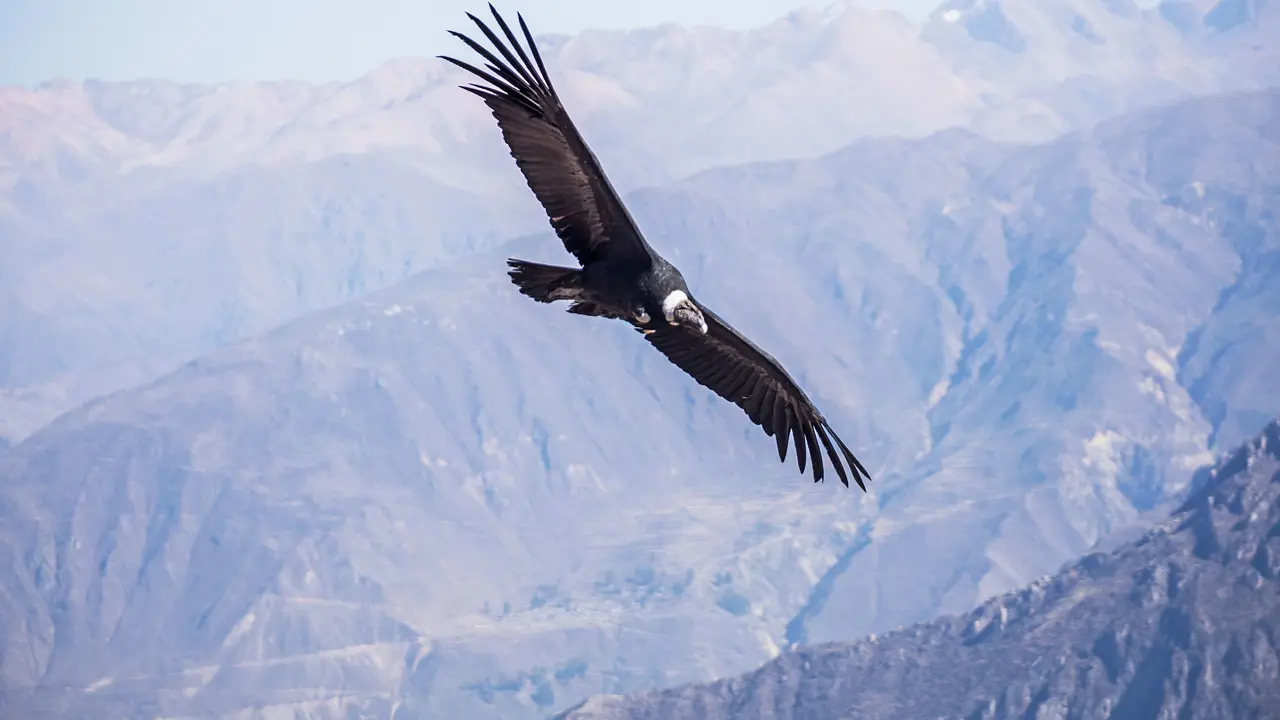  Condor Above The Colca Canyon In Peru