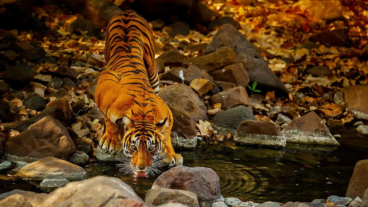 Indian Tiger Drinking from Lake