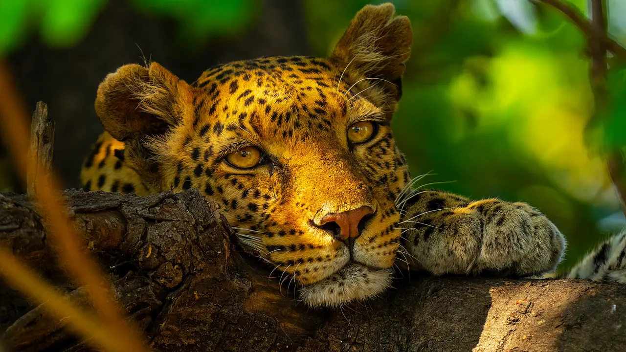 Leopard, Chobe National Park, Botswana