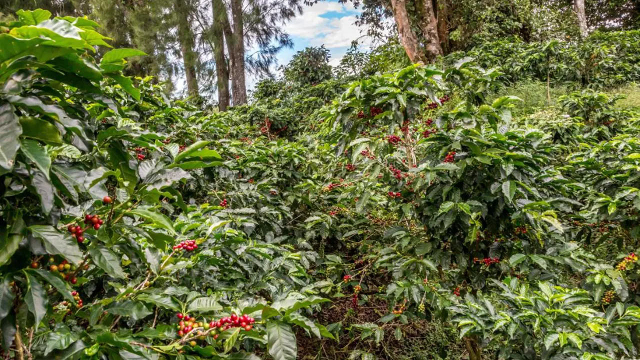 Coffee plantation on the slopes of the Poas volcano, Costa Rica