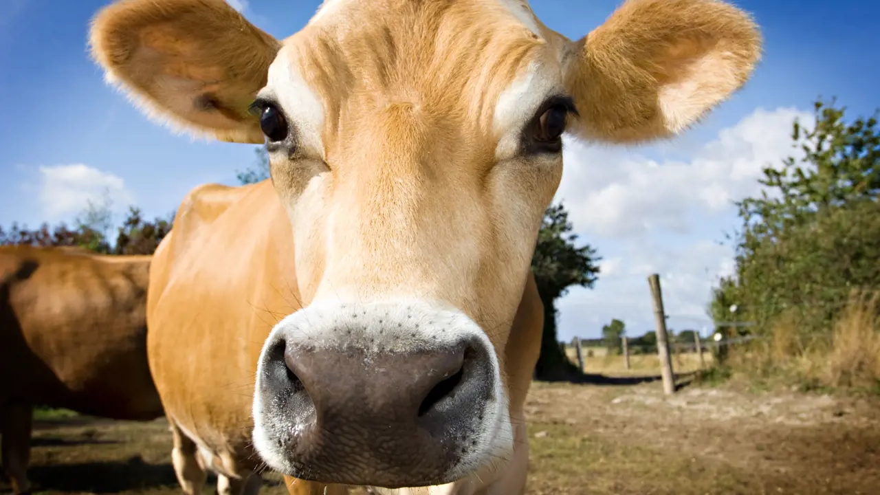 Close up of a cream-coloured cow's face, looking into the camera, with dry grassy land in the background