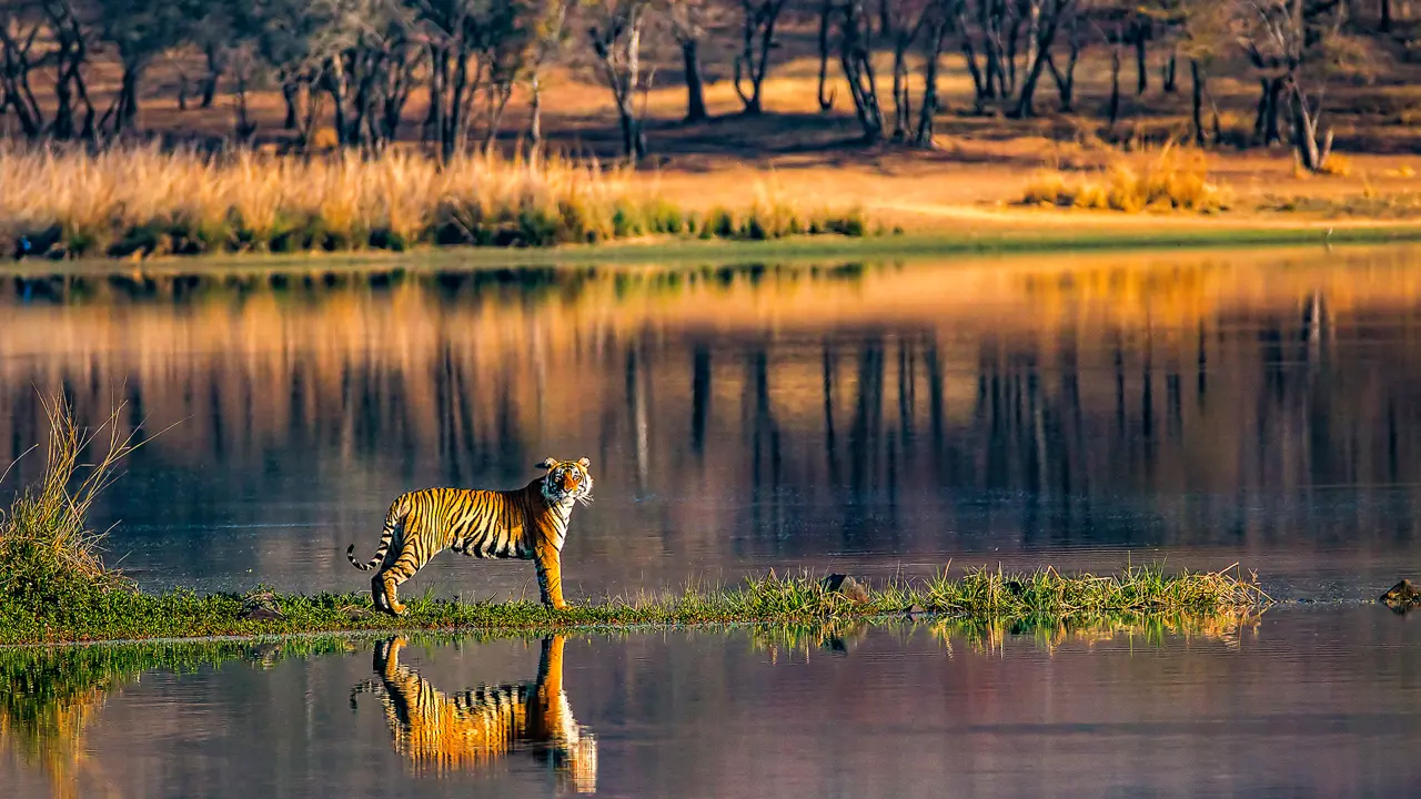 Tiger, Ranthambhore National Park