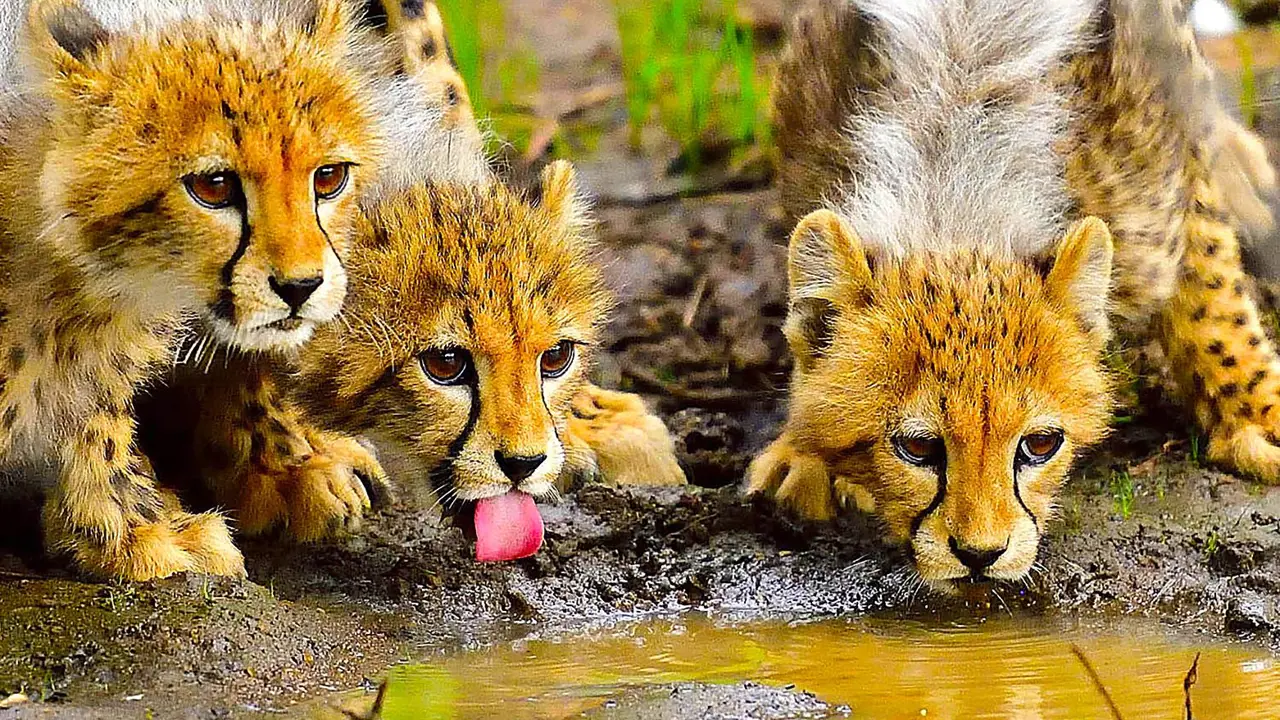 Chisomo Safari Camp Cheetah Cubs Drinking