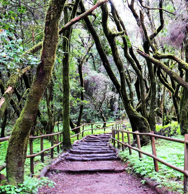 Garajonay National Park