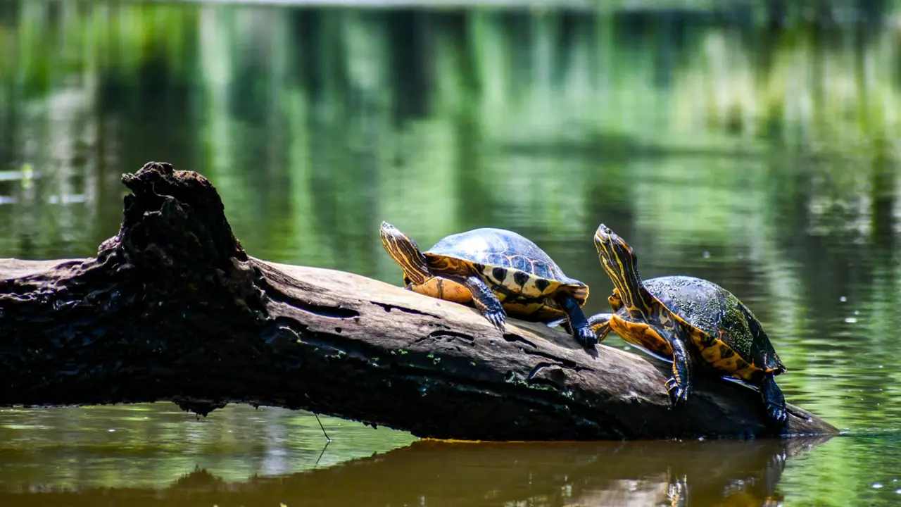 Turtles in Tortuguero Costa Rica