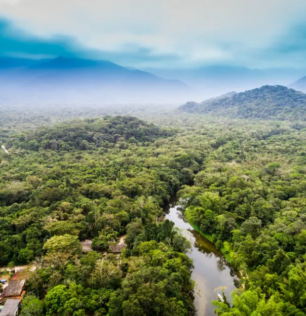 Amazon Jungle from above 