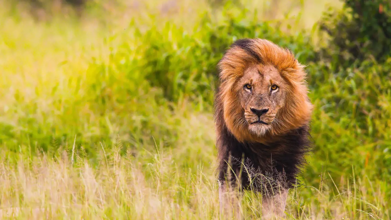 Lion in South Africa 