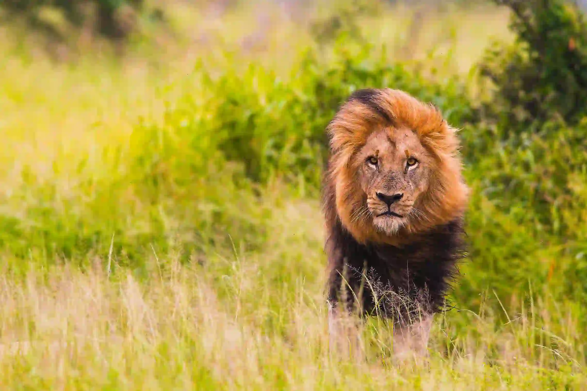 Lion in South Africa 